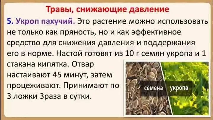 Ответ укропу. Народные средства от высокого давления. Травы для понижения давления артериального. Народные средства от повышенного давления. Народные средства для снижения давления.