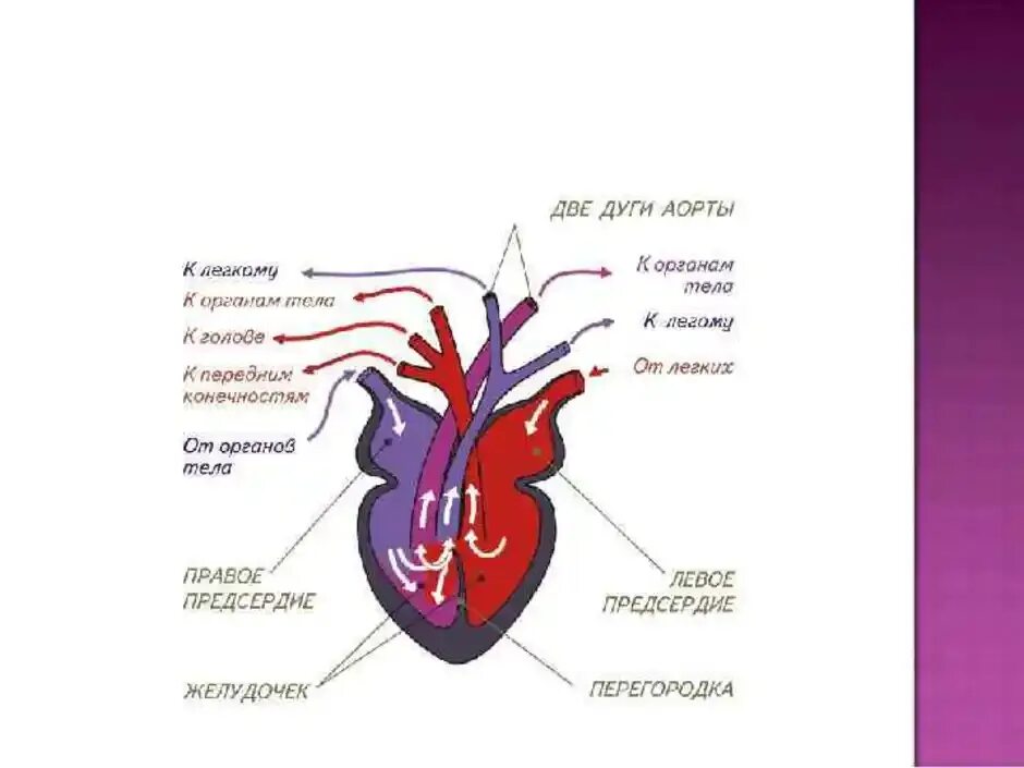 Строение сердца рептилий. Строение сердца пресмыкающихся. Строение сердца пресмыкающегося схема. Сердце пресмыкающихся схема.