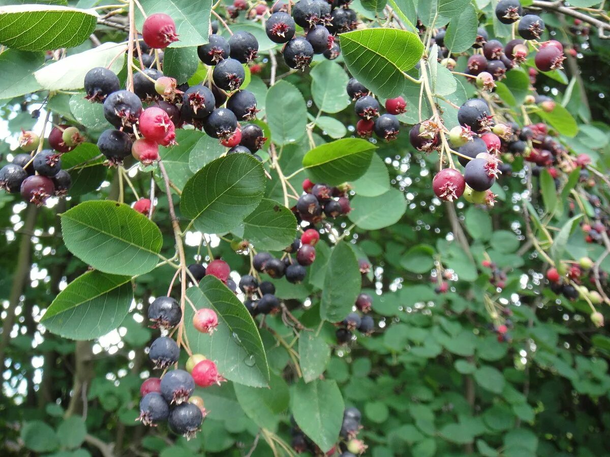 ирга овальнолистная. ирга канадская (amelanchier canadensis). ирга канадская саженцы. ирга канадская нортлайн.