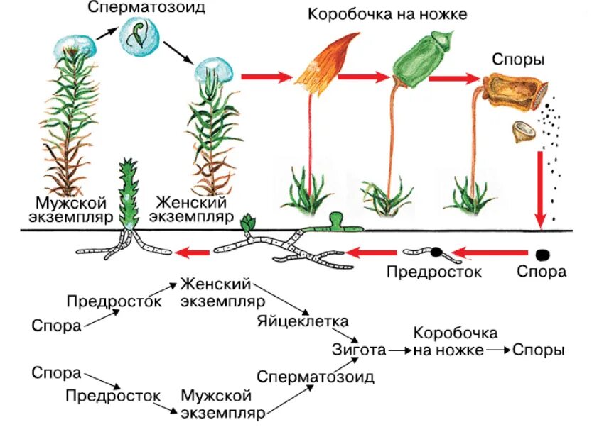 Чередование поколений происходит. Жизненный цикл Кукушкина льна схема. Развитие мха Кукушкин лен схема. Размножение моховидных растений. Жизненный цикл мха Кукушкин лен схема.