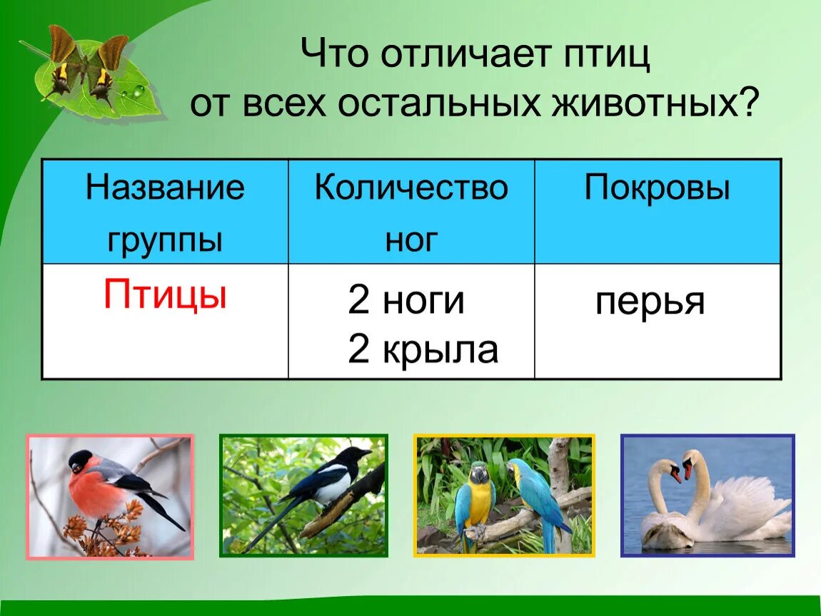 Название группы птиц. Группы животных. Птица классы животных. Названия групп животных. Группы птиц окружающий мир 2 класс.