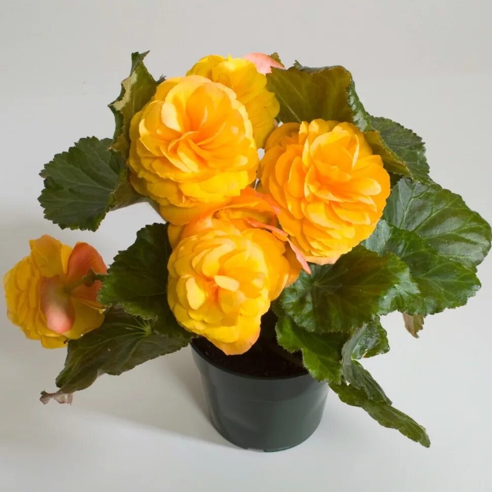 Бегония клубневая begonia tuberhybrida. Бегония picotee lace red. Бегония клубневая гоу-гоу. Бегония клубневая версальская. Бегония glowing embers orange.