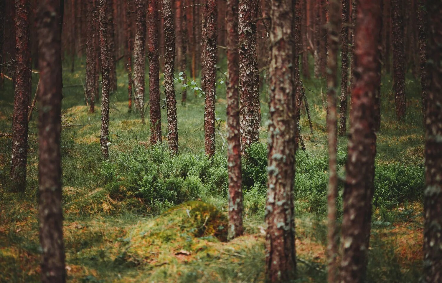 Ельник черничник. Ельник Кисличник. Ельники-черничники Тайга. Осинник-Кисличник. Сосняк Кисличник.