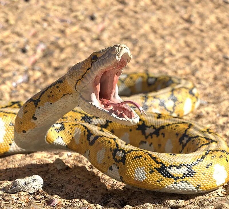 Фотографии python. Удав сетчатый питон. Австралийский питон Рамсея. Питон змея. Змея сетчатый питон.
