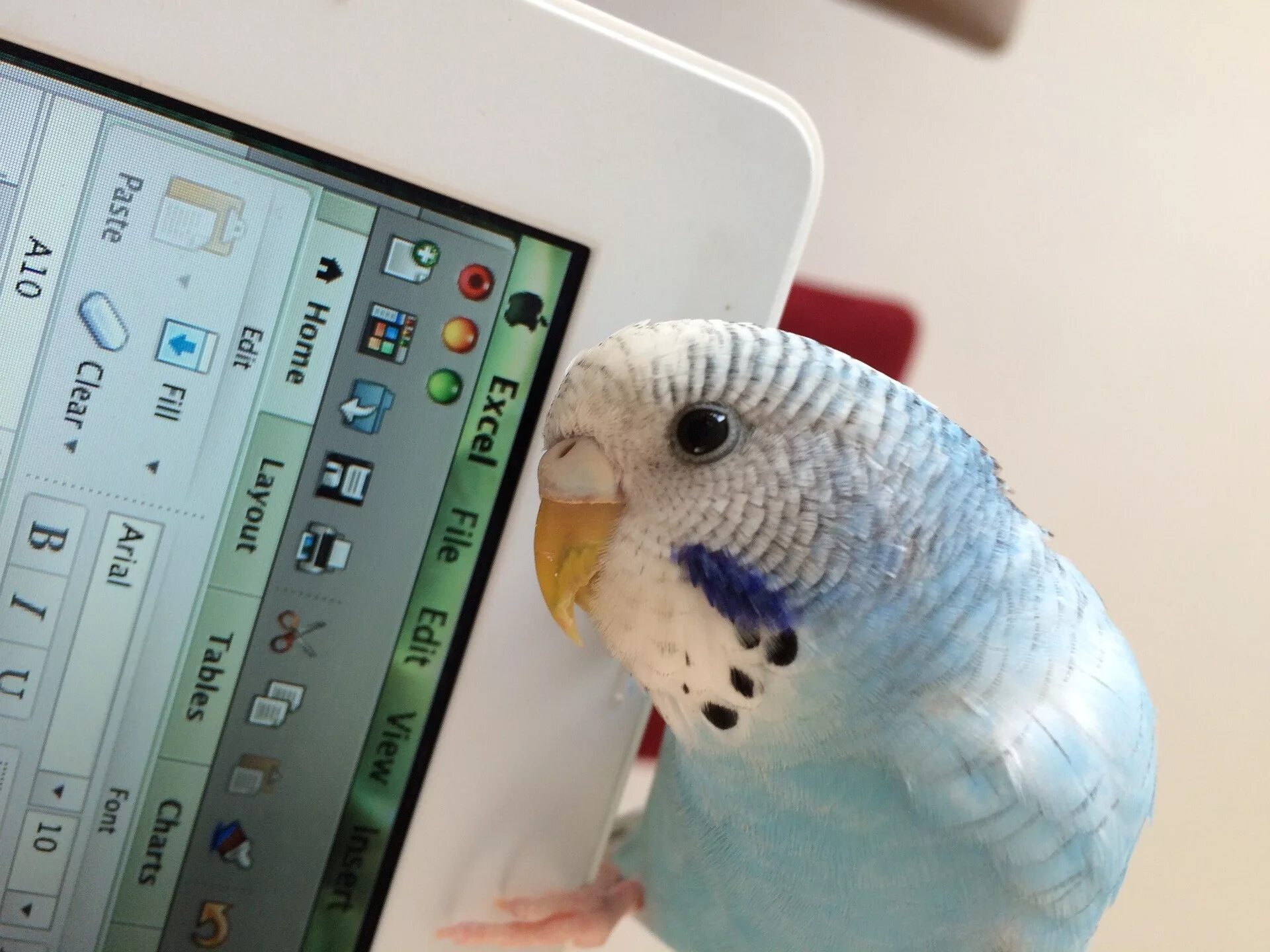 Попугай говорит слушать. Попугай и айфон. Попугай и компьютер. Попугай за ноутбуком. Волнистый попугай и компьютер.