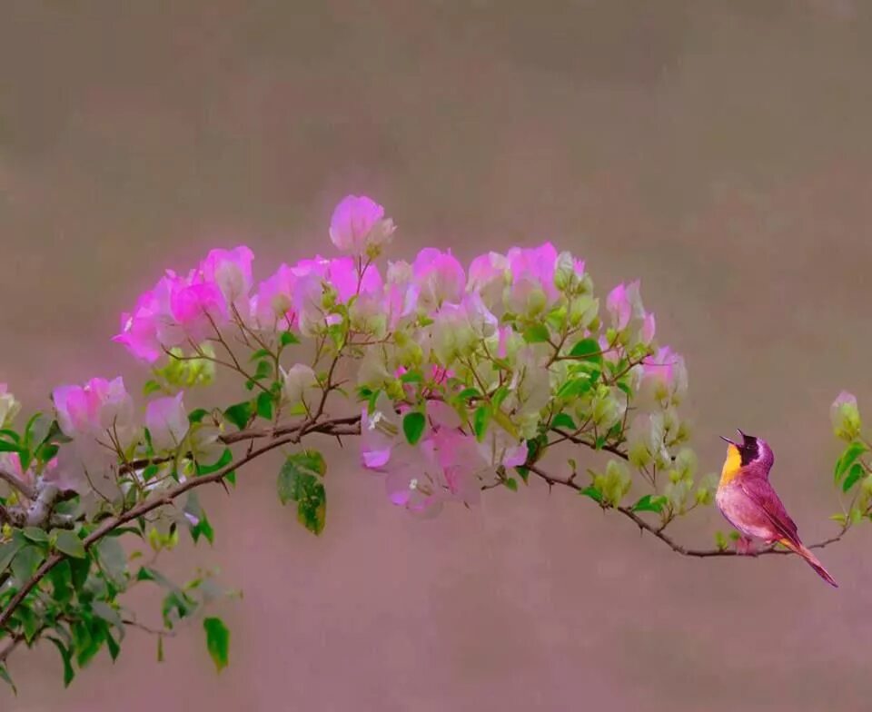 Красивые птицы на цветах. Птица на цветущем дереве. Красивые весенние птицы на цветах. Птицы на цветущих ветках. В душе пели птицы