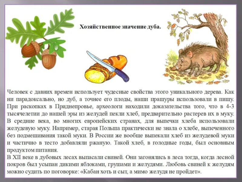 Информация о дубе 3 класс. Сообщение о дубе. Дуб дерево описание. Описание дуба. Дуб текст описание