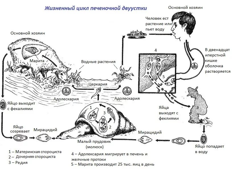 Жизненный цикл печеночной двуустки схема. Жизненный цикл печеночной двуустки. Жизненный цикл сосальщиков схема. Схема цикла развития печеночной двуустки.