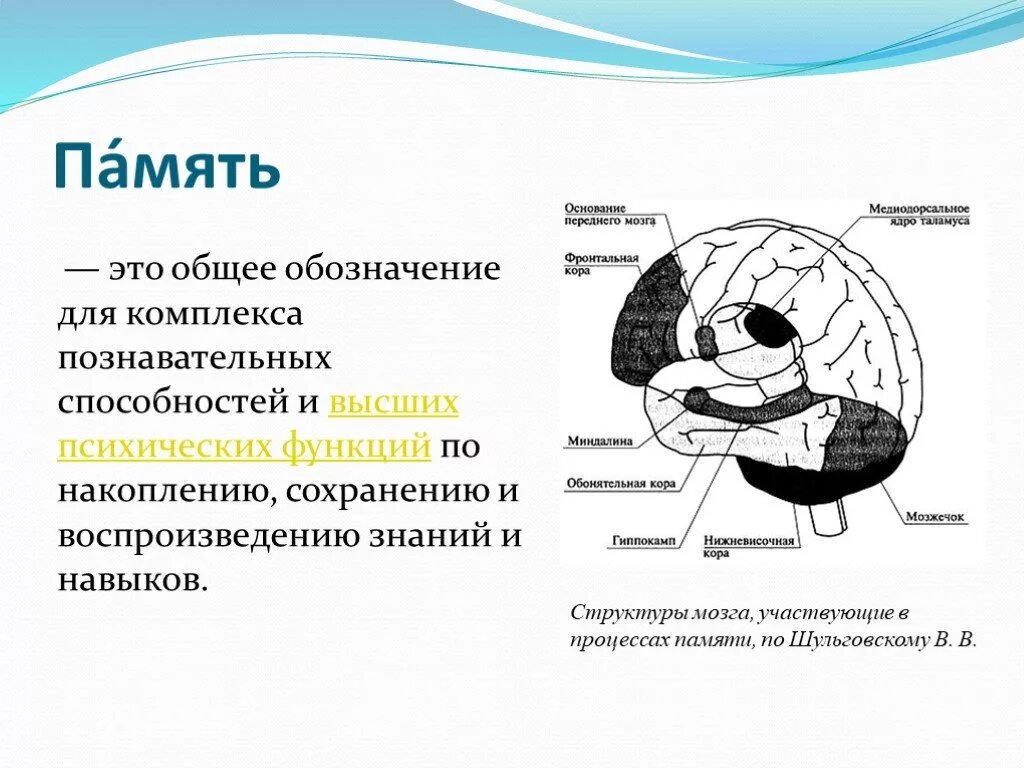 Строение памяти человека. Структуры мозга участвующие в процессах памяти. Структуры мозга ответственные за память. Структуры головного мозга отвечающие за память. Память в каком отделе мозга