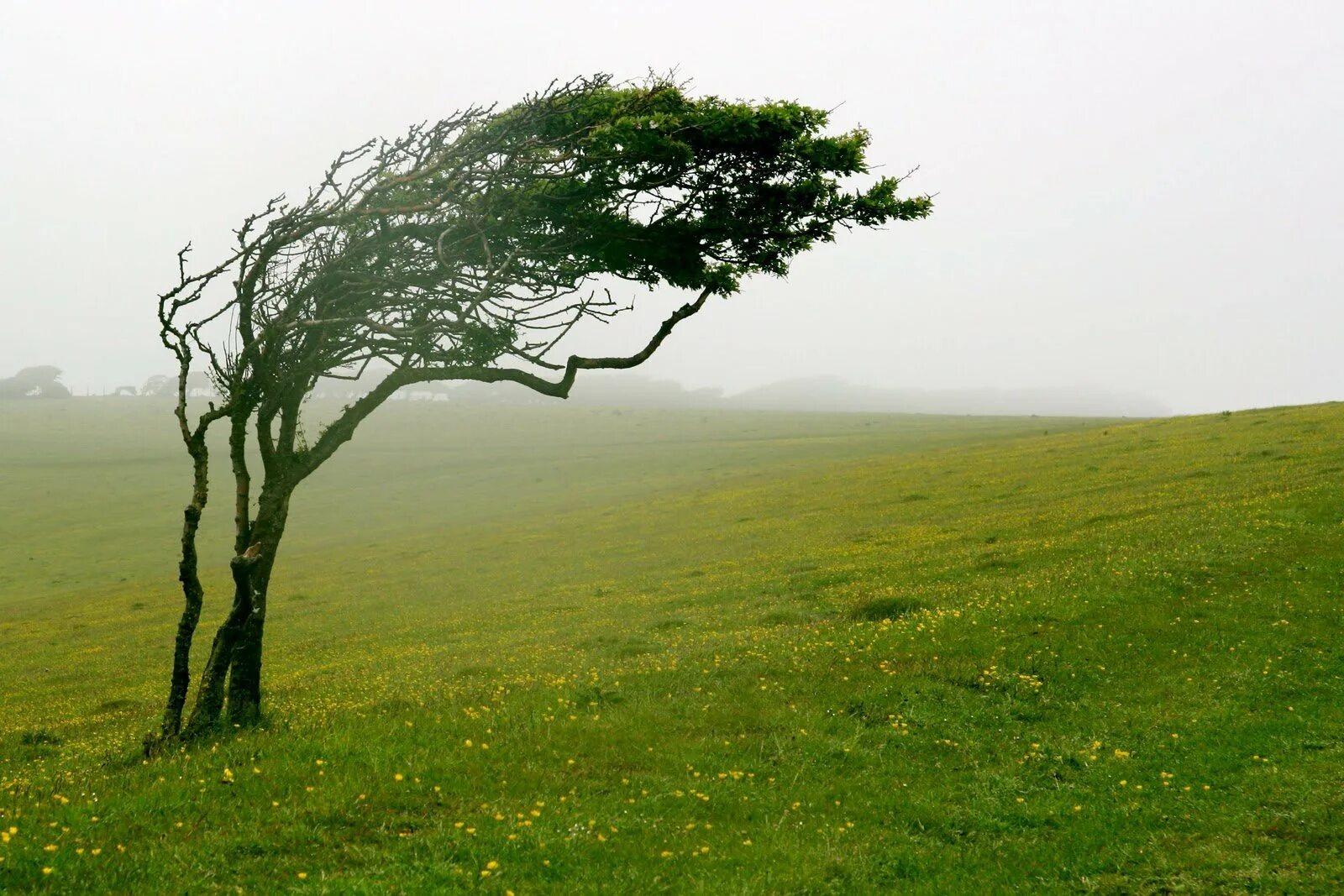 Дерево под ветром. Плакучая ива осенью. Сильный ветер деревья. Красивая береза. Дерево на ветру.