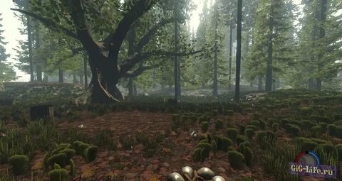 Forest demo