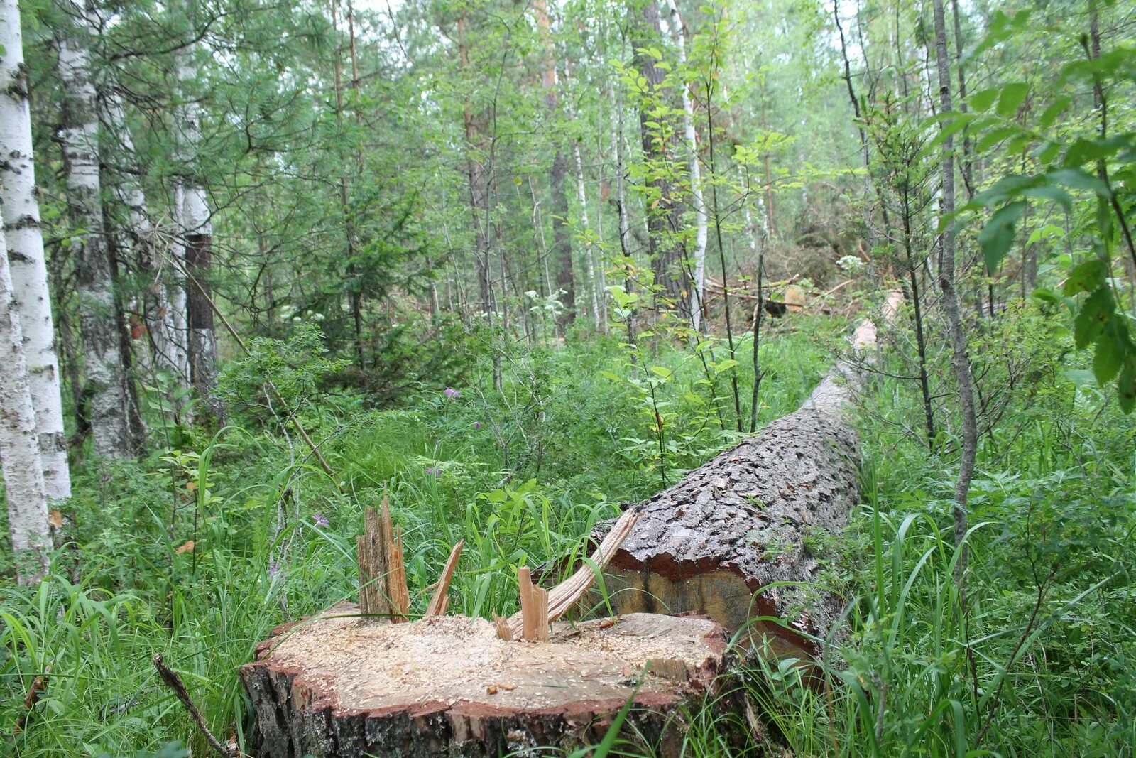 стройка в лесу. вырубленные леса. долина мехико обезлесение. сплошные рубки. место рубки.