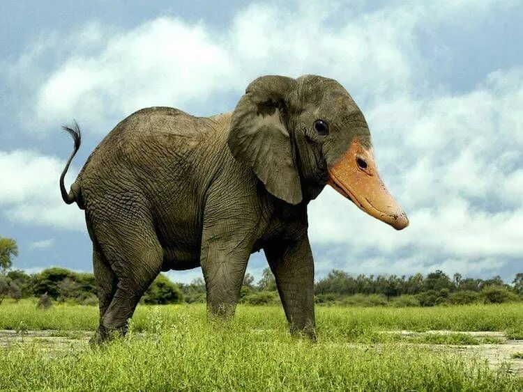 Animals ii