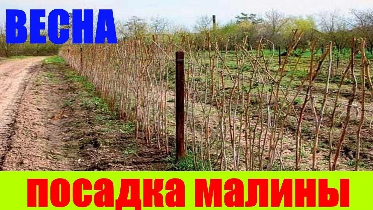 Посадка малины. Посадка малины весной. Схема посадки малины. Посадка малины весной в открытый грунт саженцами.