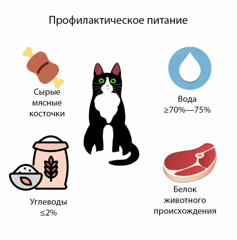 Питание кошек. Продукты питания для кошки. Правильное питание кошки. Правильное питание натуральное кошки. Совет ветеринаров каким кормом кормить кошку