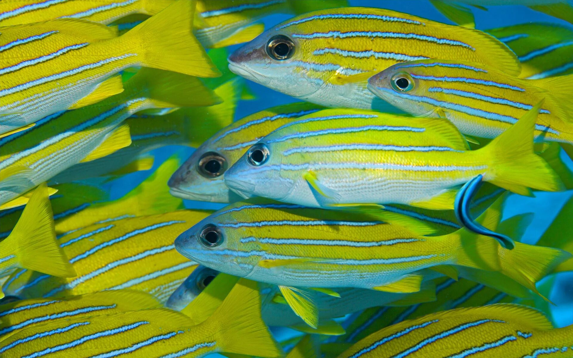 Как выглядит желтый полосатик. Желтополосый селар. Желтополосая сардинелла. Рыба желтый полосатик живая. Желтополосый селар рыба.
