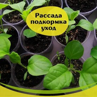 Как поливать рассаду баклажан