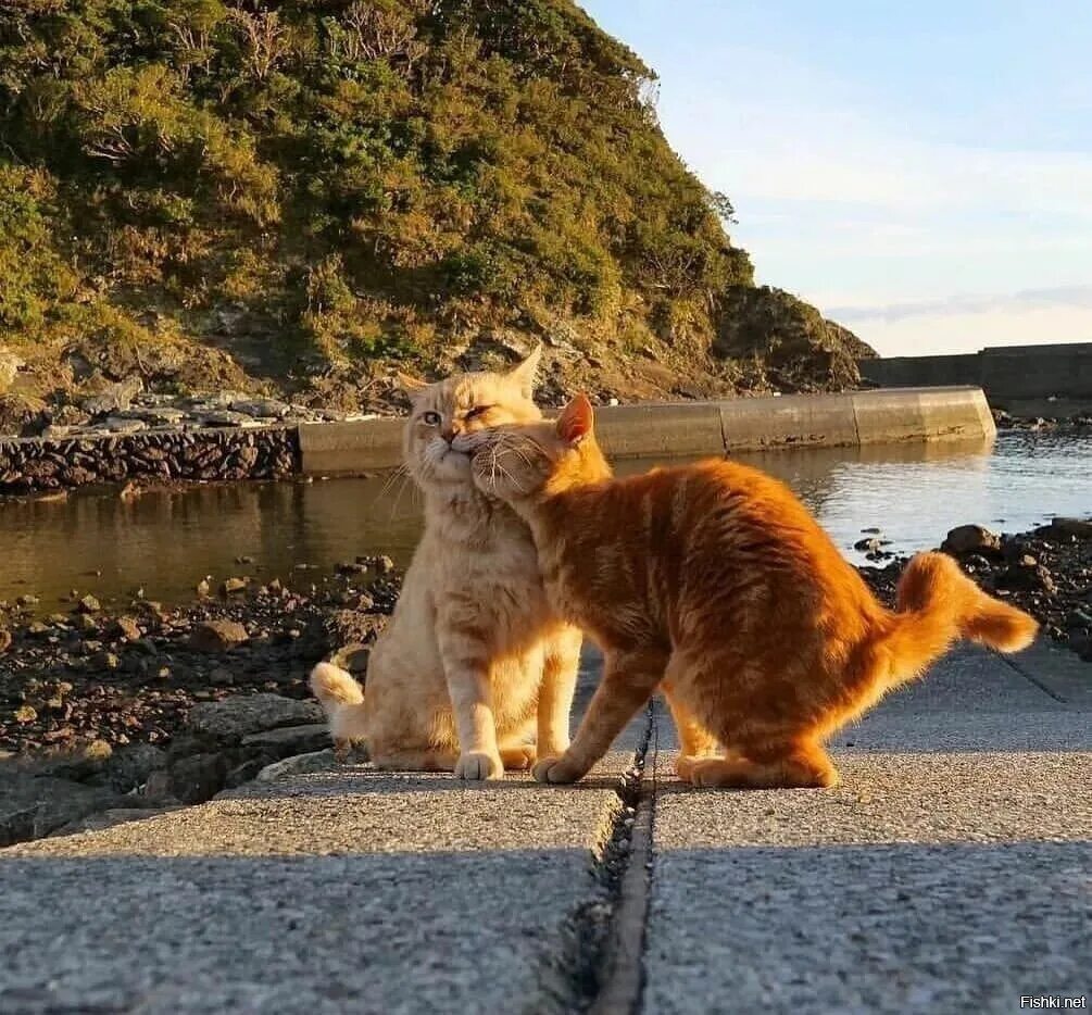Котик летом. Кошки летом. кот лето. забавные кошки. котики приколы.