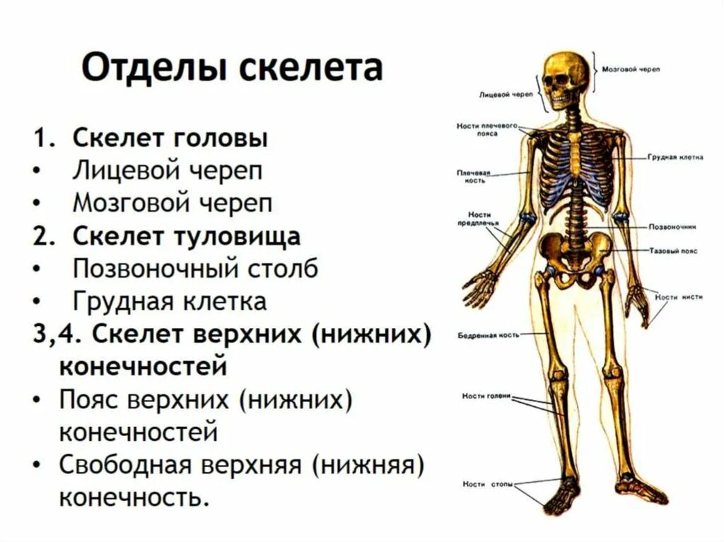 Он отличается большой и состоит из отделов. Основные отделы скелета человека. Осевой скелет основные кости отдела. Назовите основные отделы скелета. Отделы скелета туловища и характеристика.