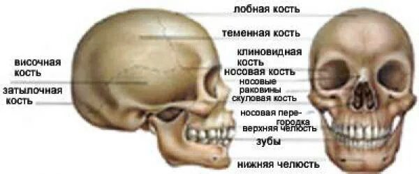 Теменная кость находится. Череп темя кость. Теменная кость. Лобная и теменная кость. Теменная и височная кости.