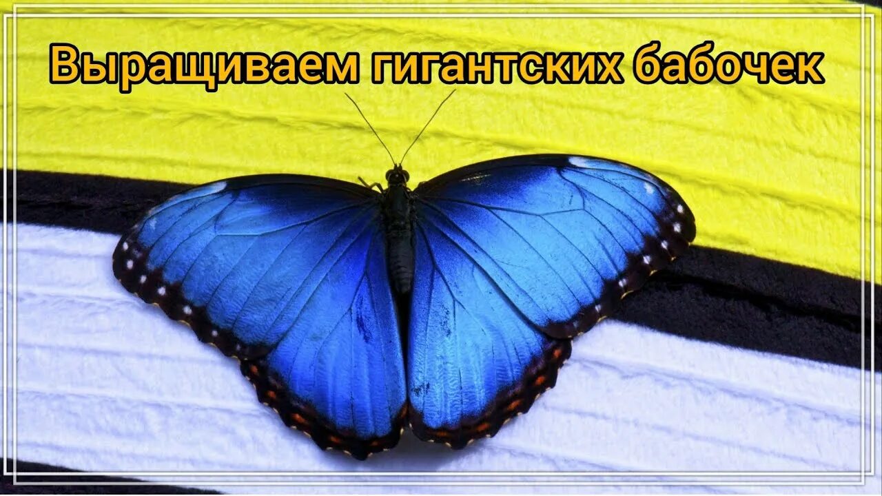 Бабочка морфо фиалка Foto-Leto.ru