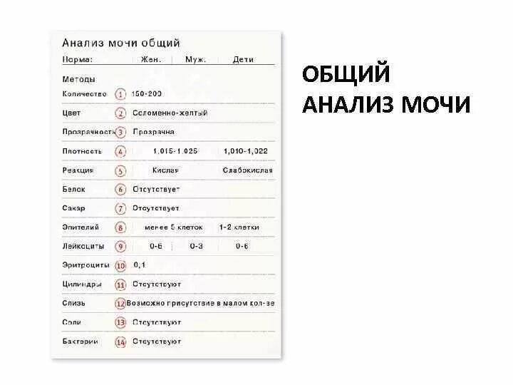 Анализ мочи определение. Анализ мочи.