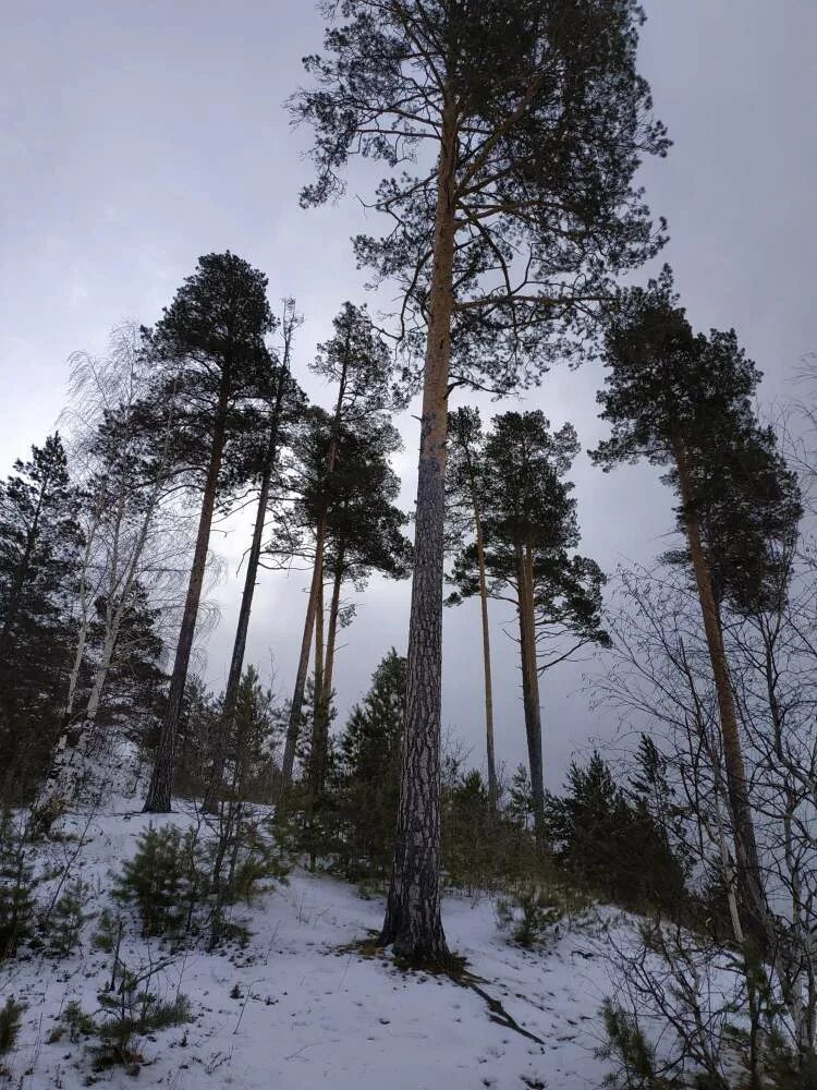 Ангарская сосна. Ангарская сосна Бор Богучаны.