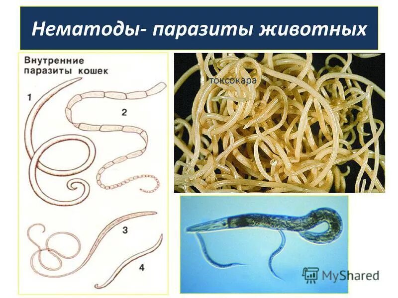 глисты энтеробиоз острицы. описторхис, эхинококк, токсокароз, трихинеллез. глисты это какие черви. глистная инвазия острицы. ленточные черви солитеры.