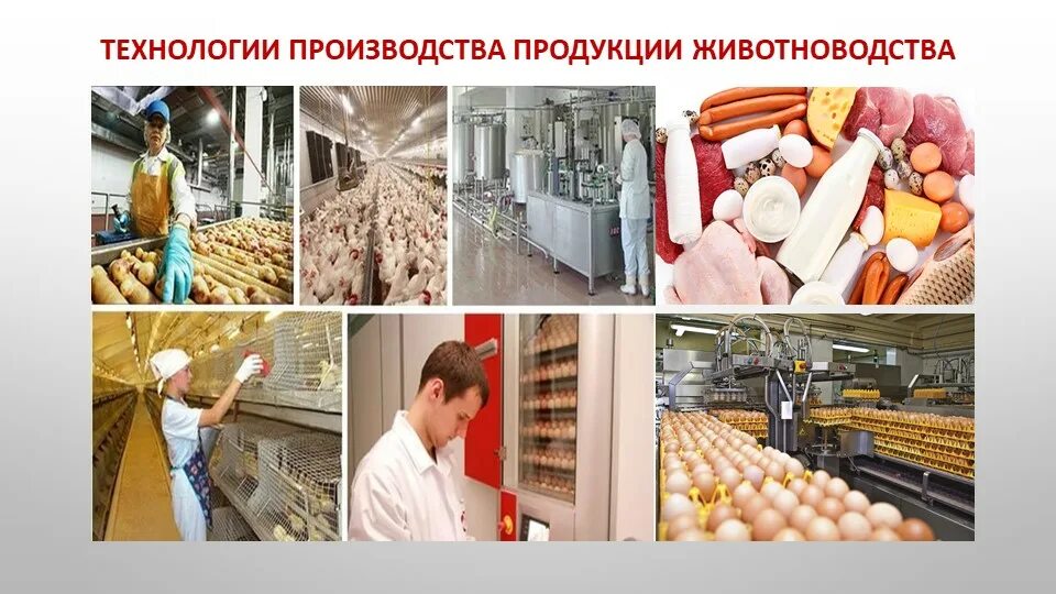 Проведи исследование какие продукты животноводства ты используешь. Технология производства продукции животноводства. технология производства продуктов животноводства. производство животноводческой продукции. технология технологии животноводства.