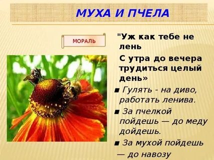 Муха и пчела