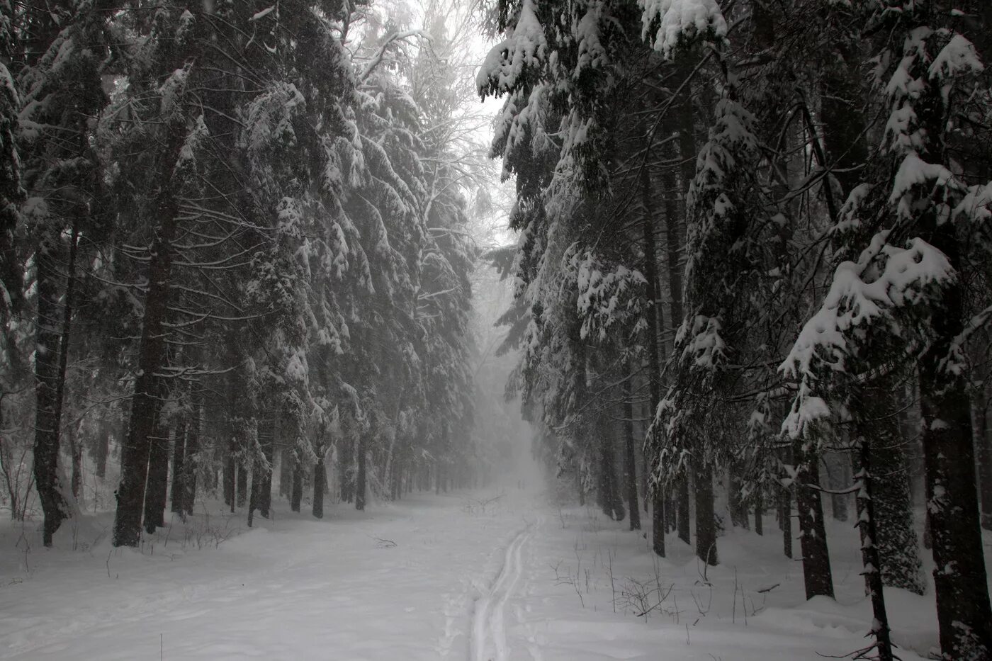 Зима метель. Метель вьюга пурга буран. Метель в лесу. Метель. Снег метель.