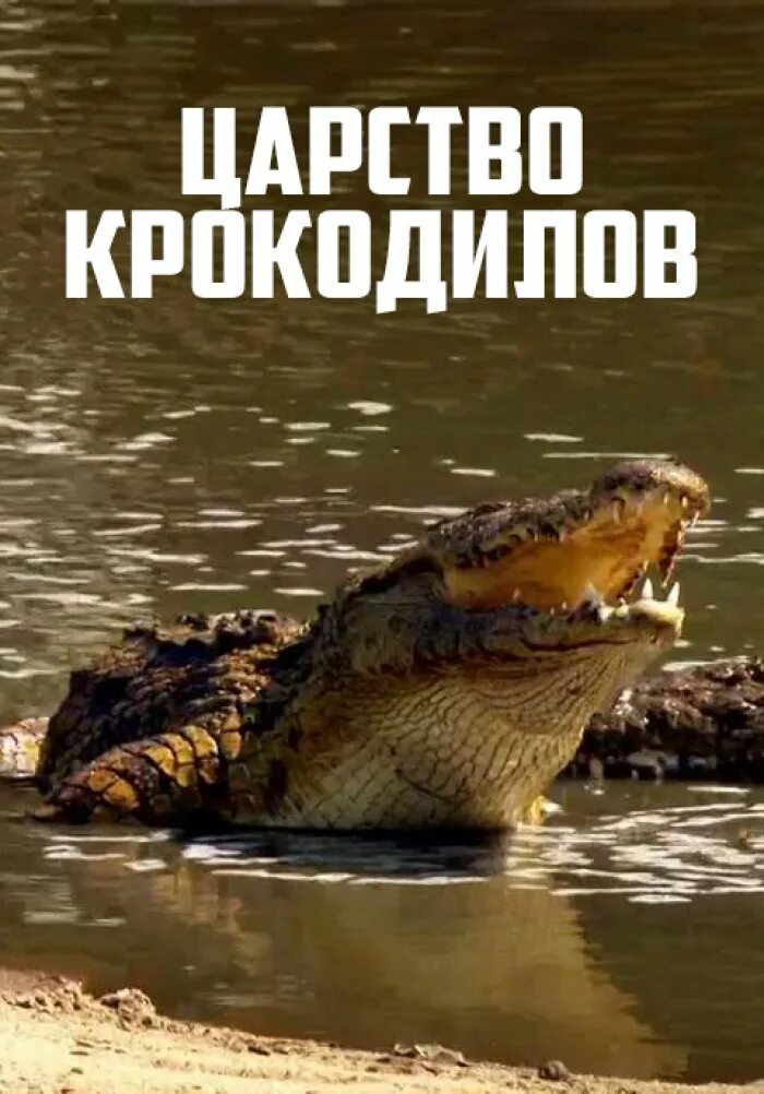 Крокодил 2025. Царь крокодилов.