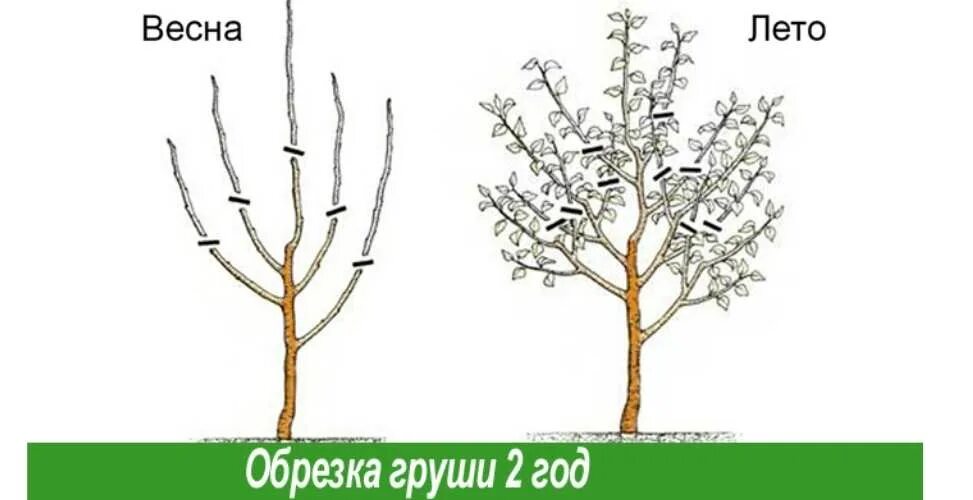 Обрезка груши весной 5 лет. Обрезка груши весной 3 года схема. Обрезка 2х летней груши весной. Схема обрезки груши весной. Формирование груши весной.