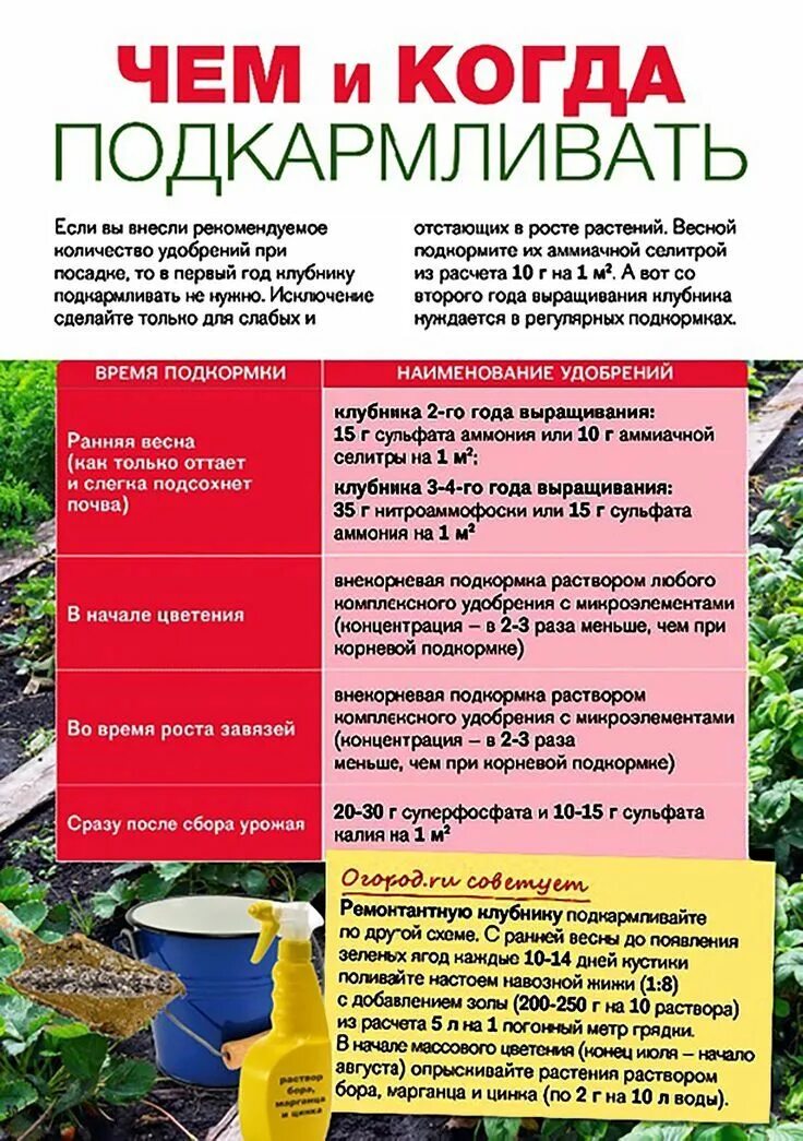 Какие удобрения нужно вносить при посадке. Схема подкормки малины. Таблица внесения удобрений для клубники. Схема подкормки малины весной. Таблица подкормки малины.