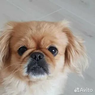 Отдам пекинеса в добрые