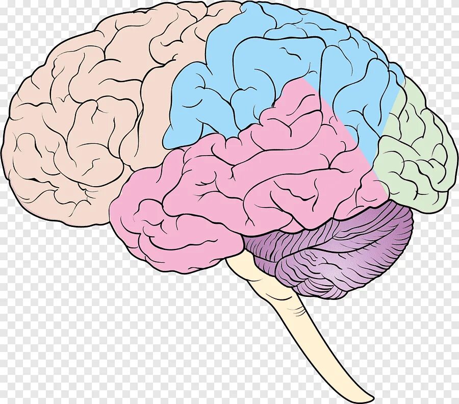 Brain and some. Головной мозг. Мозг рисунок. Изображение головного мозга. Головной мозг человека рисунок.
