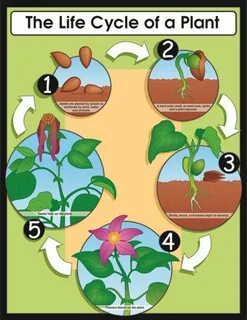 Plant cycle