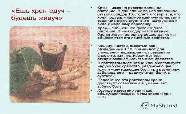 Корневая система хрена глубина. Хрен растение. Длина корня хрена. Хрен лекарственное растение. Корень хрена.