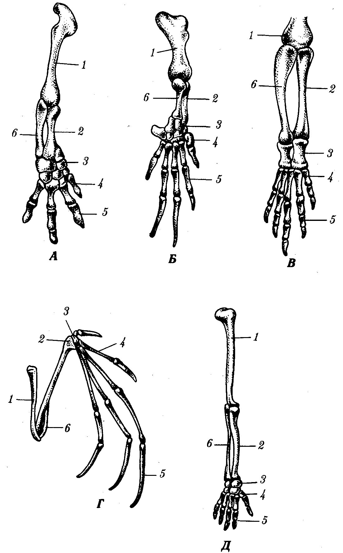 Строение скелета передних конечностей позвоночных. Скелет передней конечности наземного позвоночного. Скелет передние конечности крысы. Скелет передних конечностей лягушки