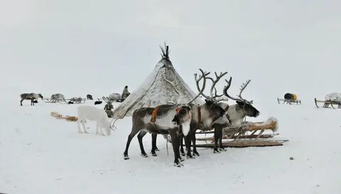Оленья чума