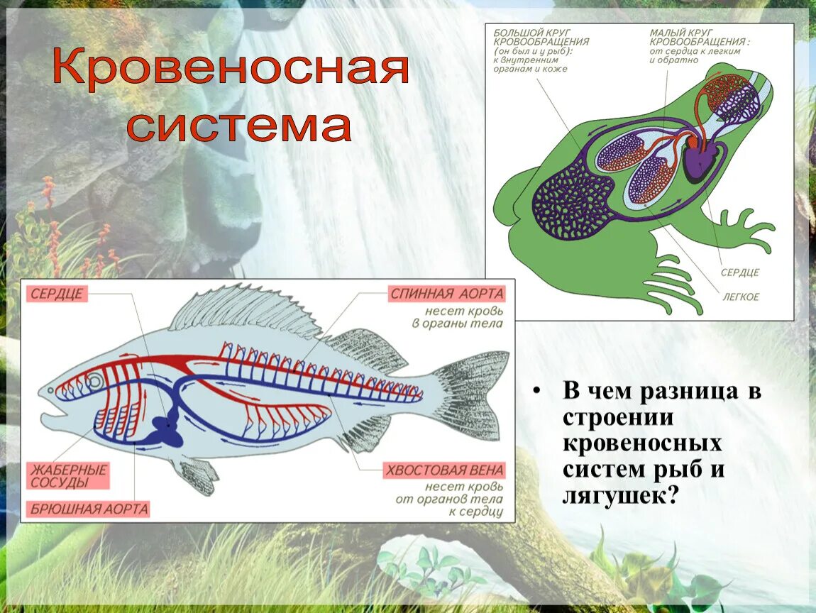 У каких животных один круг кровообращения. Кровеносная система позвоночных рыб. Земноводные 7 класс биология кровеносная система. Кровеносная система система лягушки. Кровеносная система рыб 7 класс биология.