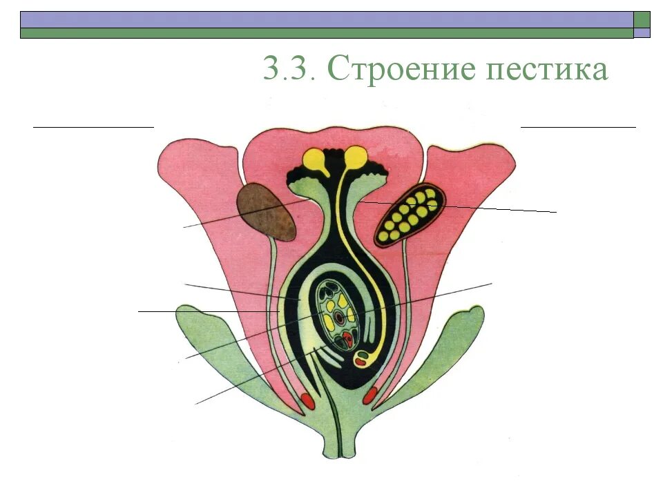 Показать строение 3 на 4. Строение семяпочки цветковых- рис. пестик строение зародышевый мешок. пестик строение семяпочка. завязь пестика зародышевый мешок.