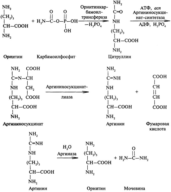 Синтез мочевины биохимия реакции. Биосинтез мочевины орнитиновый цикл. Реакции орнитинового цикла синтеза мочевины. Цикл синтеза мочевины биохимия. Орнитиновый цикл реакции