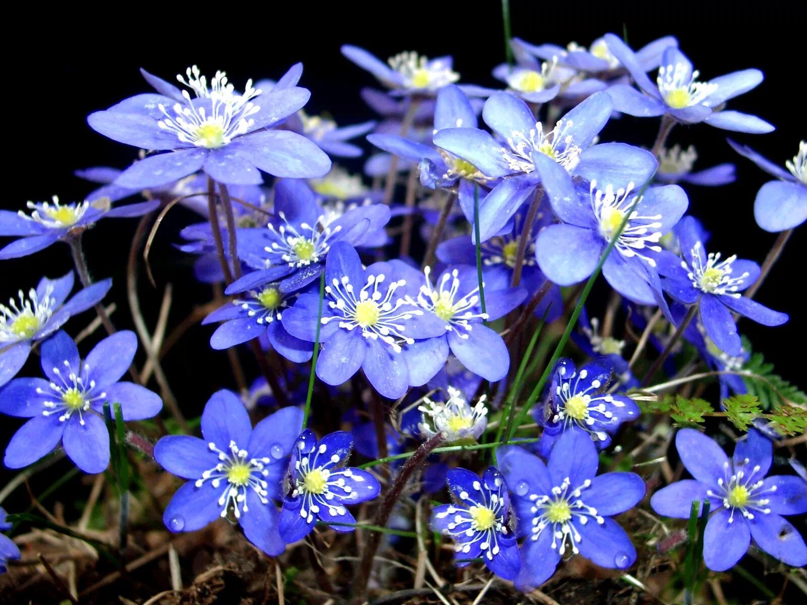 Печёноночница благородная. Печеночница благородная (hepatica Nobilis). Пчелоница благороднач. Перечница Благародная.