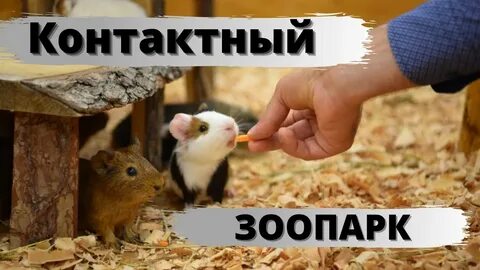 Моя маленькая ферма рязань