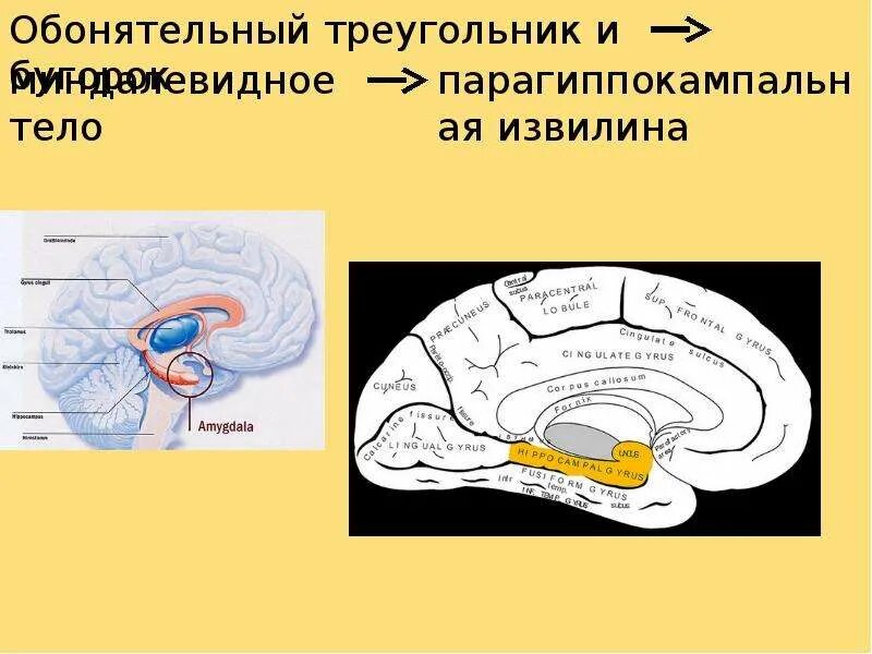 Обонятельный мозг. Парагиппокампальная извилина мозга. Конечный мозг обонятельный мозг. Парагиппокампальная извилина анализатор. Пара гипо Камповая извилина.