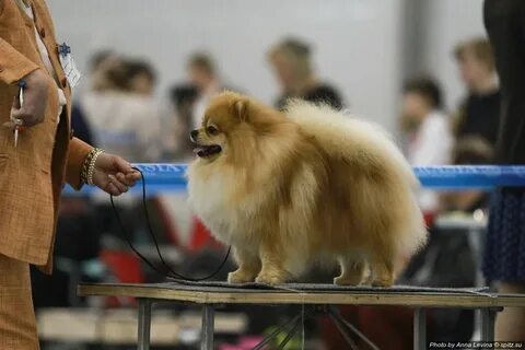 Выставка шпицев