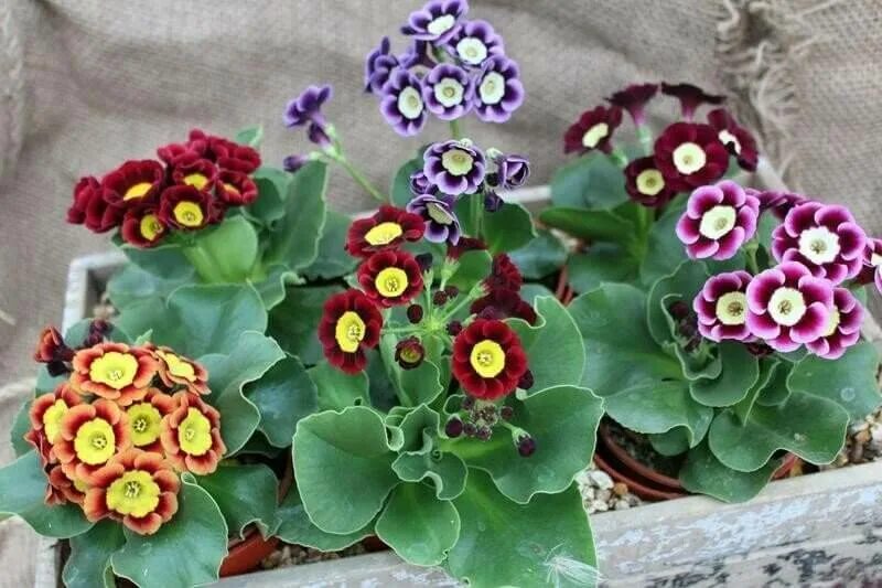 Купить примулу садовую рассаду. Примула аурикула. Примула ушковая (Primula auricula). Примула аурикула Джойс. Примула ушковая Джойс.