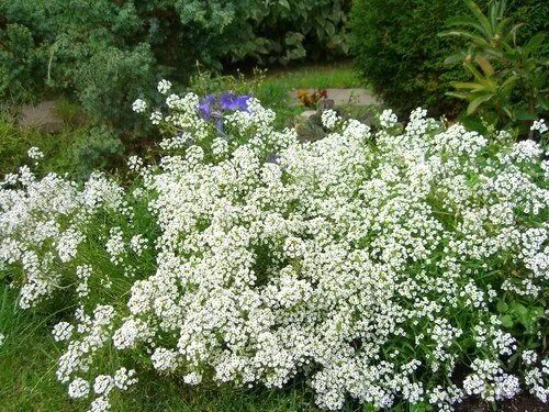 Sweet Alyssum - Flower Seed Johnny's Selected Seeds