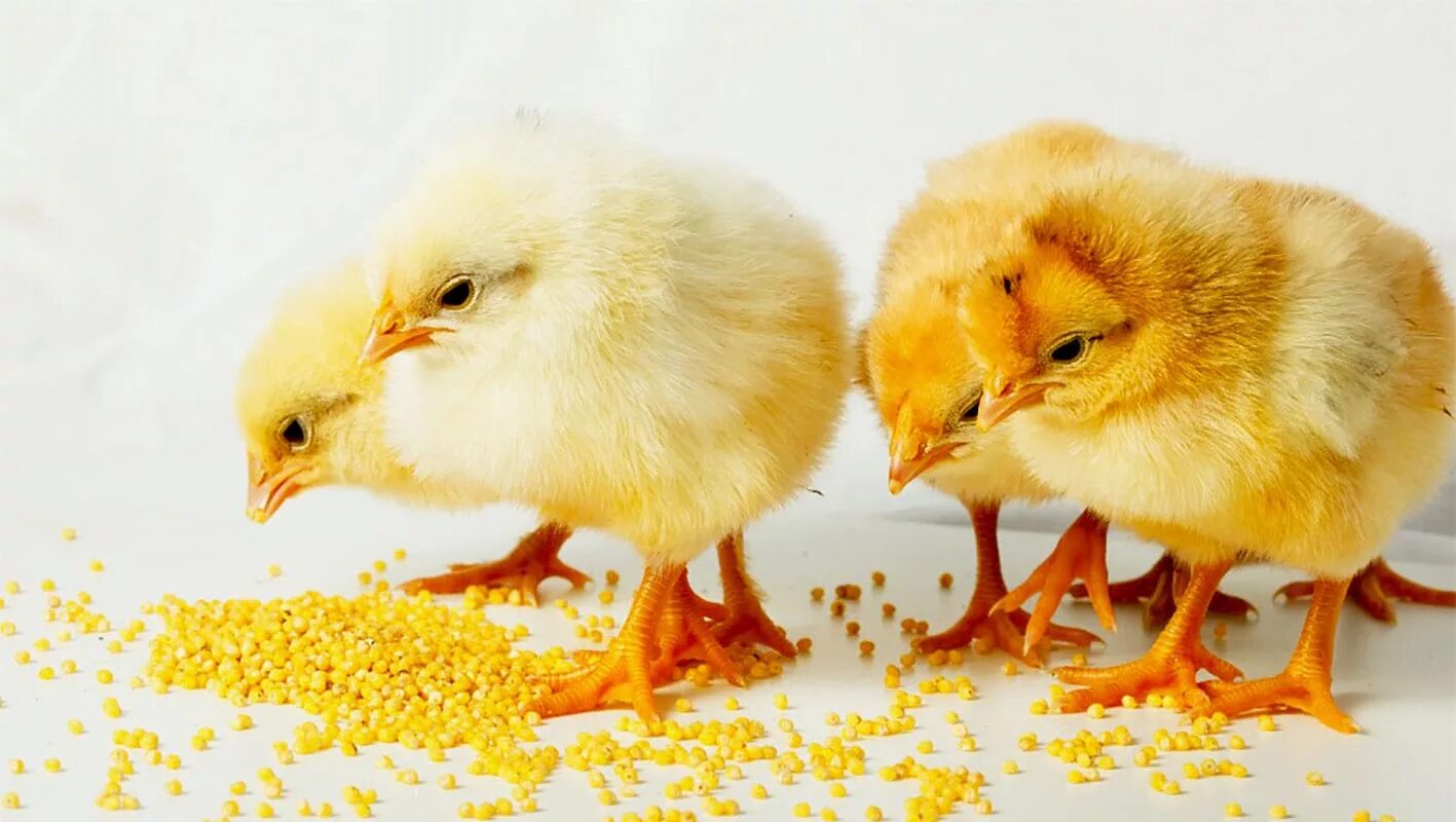Можно давать пшеницу цыплятам. Цыплята. Цыпленок кушает. Цыпленок клюет. Маленькие цыплята.